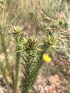 Слика од Berkheya densifolia Bohnen ex Roessler