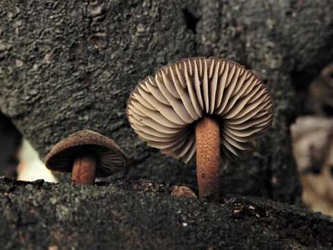 Image of Heimiomyces atrofulvus (G. Stev.) E. Horak 1971