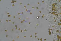 Image de Psilocybe papuana Guzmán & E. Horak 1979