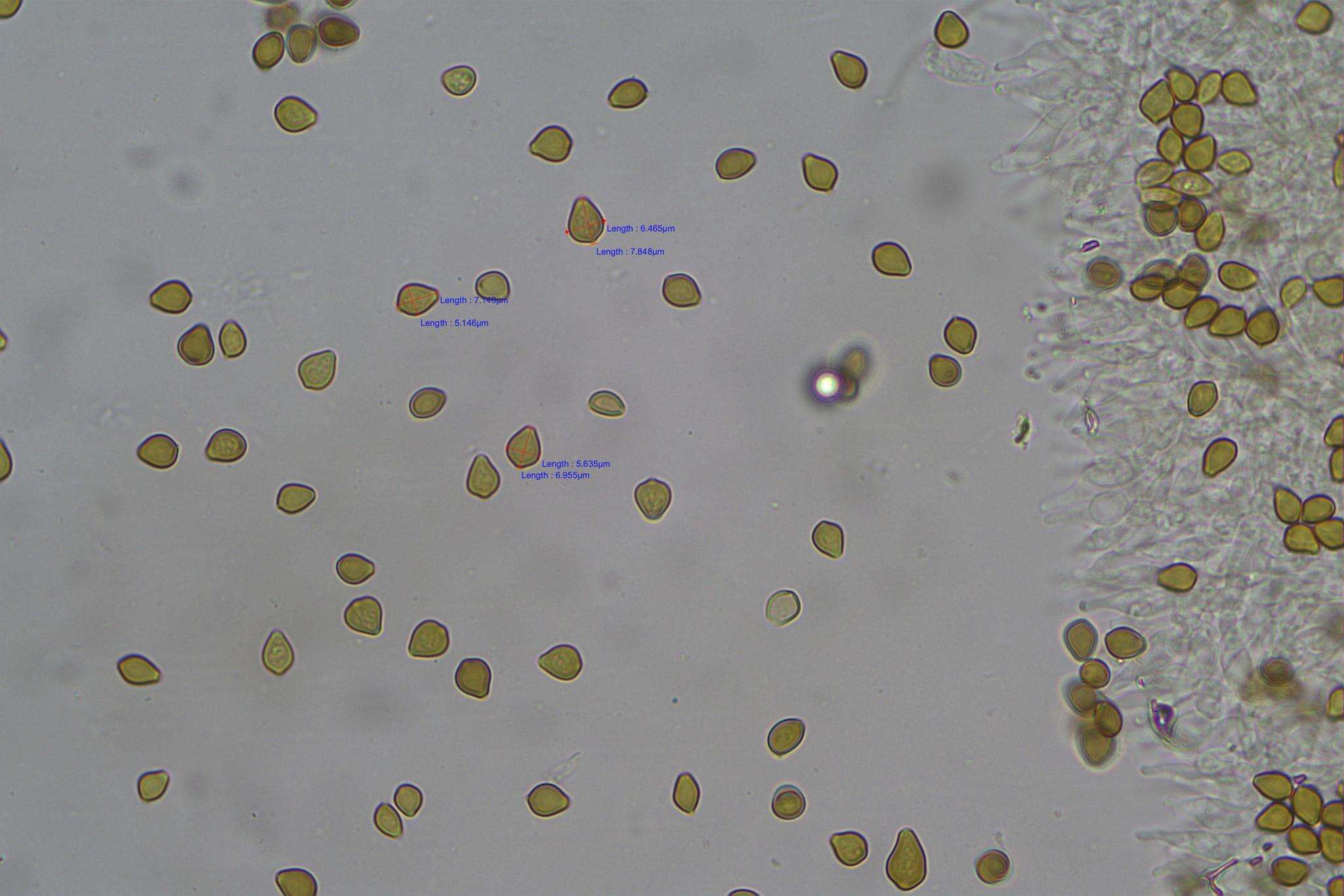 Image of Psilocybe papuana Guzmán & E. Horak 1979