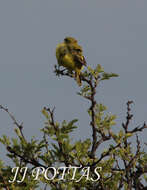 Crithagra flaviventris marshalli (Shelley 1902)的圖片