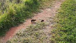 Image of Yellow-toothed cavy