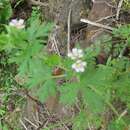 Image of Geranium carolinianum L.