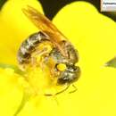 Halictus aerarius Smith 1873 resmi