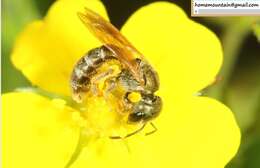 Image of Halictus aerarius Smith 1873