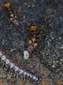 Image of Orectognathus clarki Brown 1953