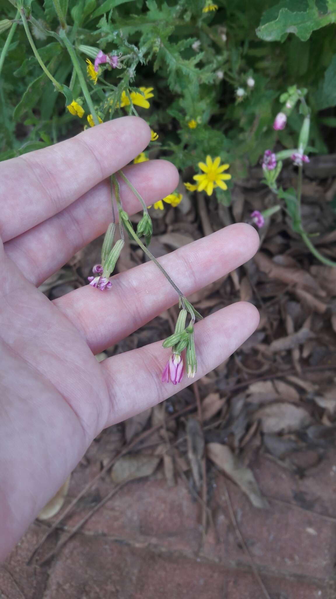 Image of Silene colorata Poir.