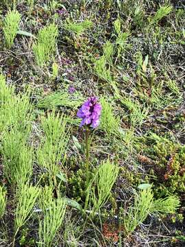 Image de Dactylorhiza maculata subsp. islandica (Á. Löve & D. Löve) Soó