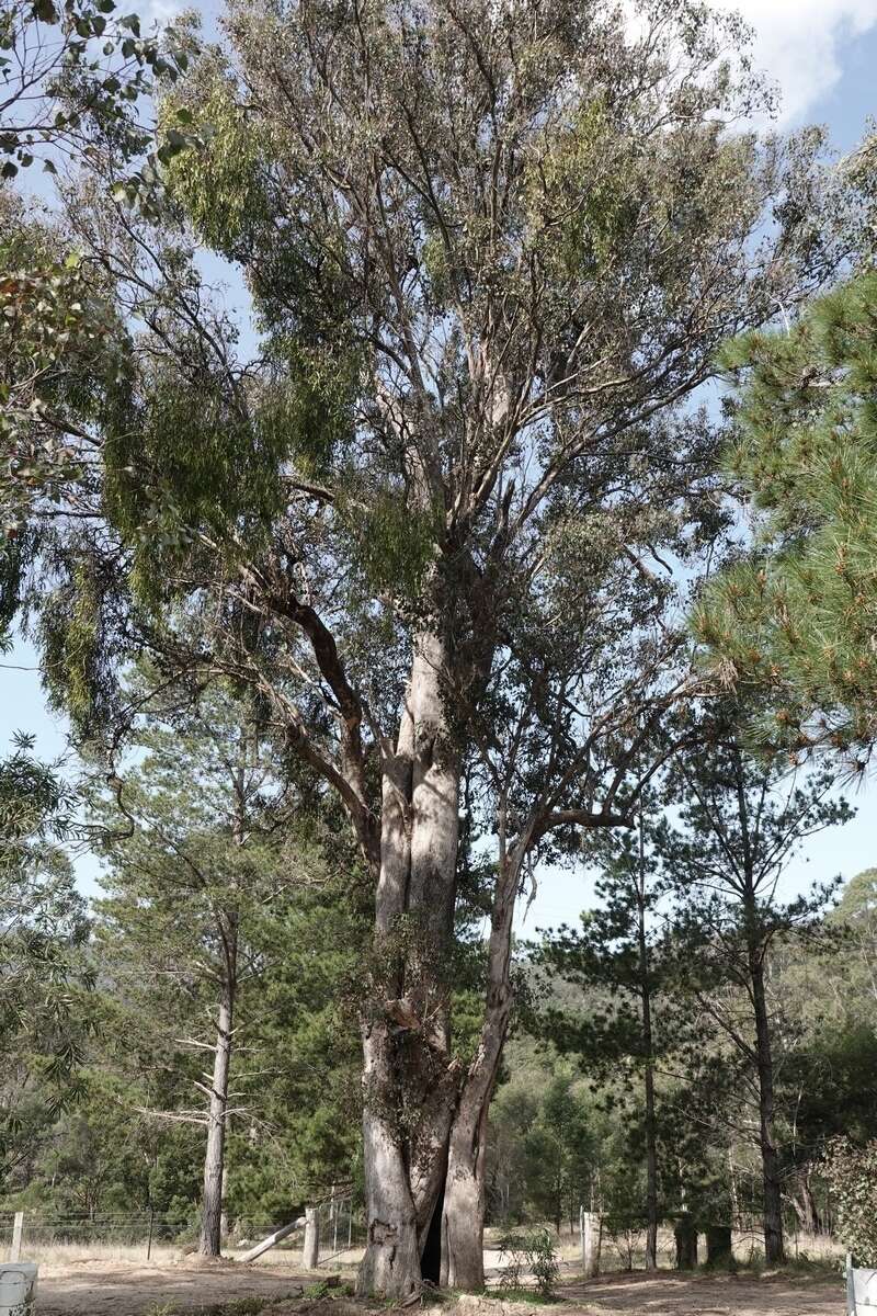 Image of Eucalyptus baueriana Schauer