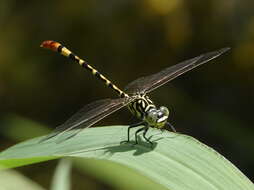 Image of Austroepigomphus turneri (Martin 1901)