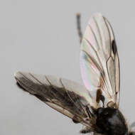 Image of Bibio articulatus Say 1823