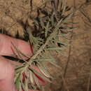 Image of Senecio laricifolius Kunth