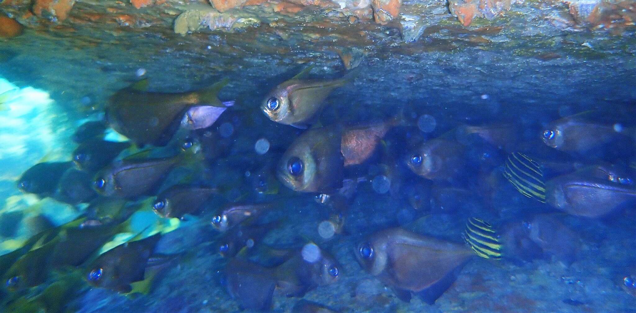 Image de Pempheris compressa (White 1790)