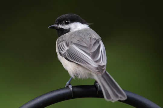 Image of Black-browed Triller