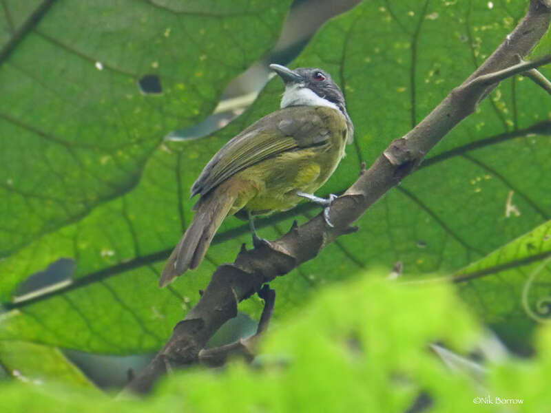 Слика од Criniger calurus (Cassin 1856)