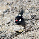 Image of Papilio chiansiades Westwood 1872