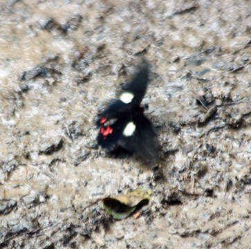 صورة Papilio chiansiades Westwood 1872