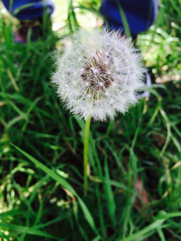 Image of Common Dandelion