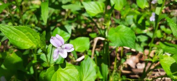 Image de Viola brauniae Grover ex T. S. Cooperrider