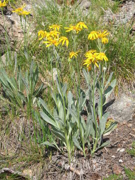 Senecio megacephalus Nutt.的圖片