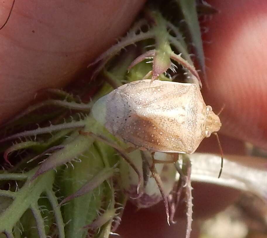 Image of Red-shouldered Stink Bug