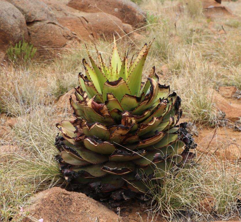 Aloe broomii Schönland resmi