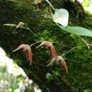 Image of Stelis pachyglossa (Lindl.) Pridgeon & M. W. Chase