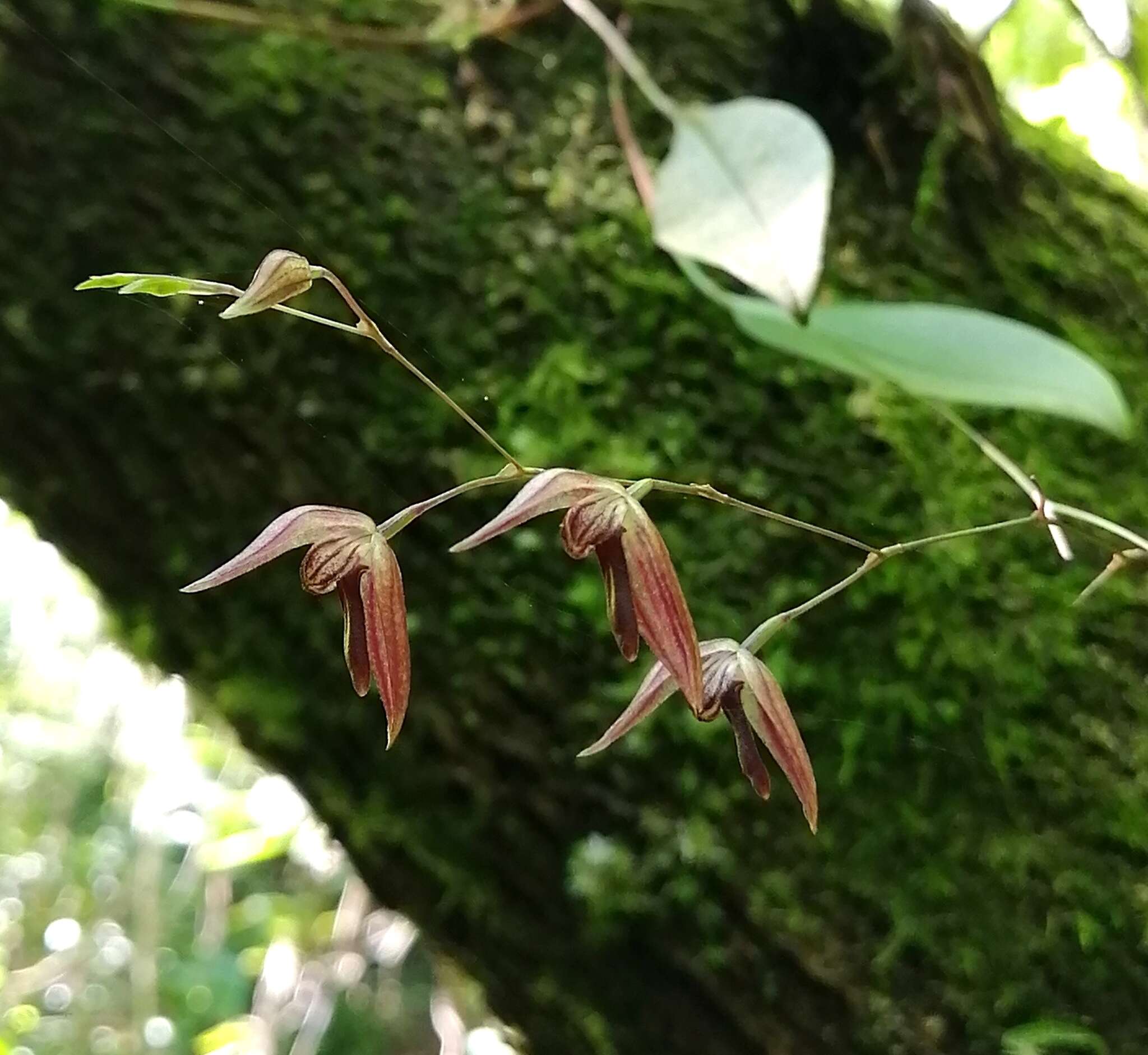 Image of Stelis pachyglossa (Lindl.) Pridgeon & M. W. Chase