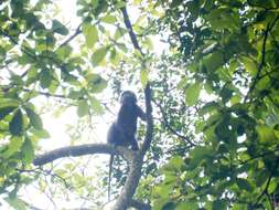 صورة Trachypithecus auratus (É. Geoffroy Saint-Hilaire 1812)