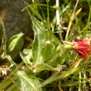 Image of Oenothera epilobiifolia Kunth