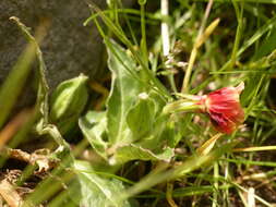 Plancia ëd Oenothera epilobiifolia Kunth