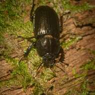 Слика од Safrina laticeps (MacLeay 1885)