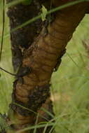 Image de Gardenia gummifera L. fil.