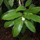 Image of Passiflora ovata Martin ex DC.