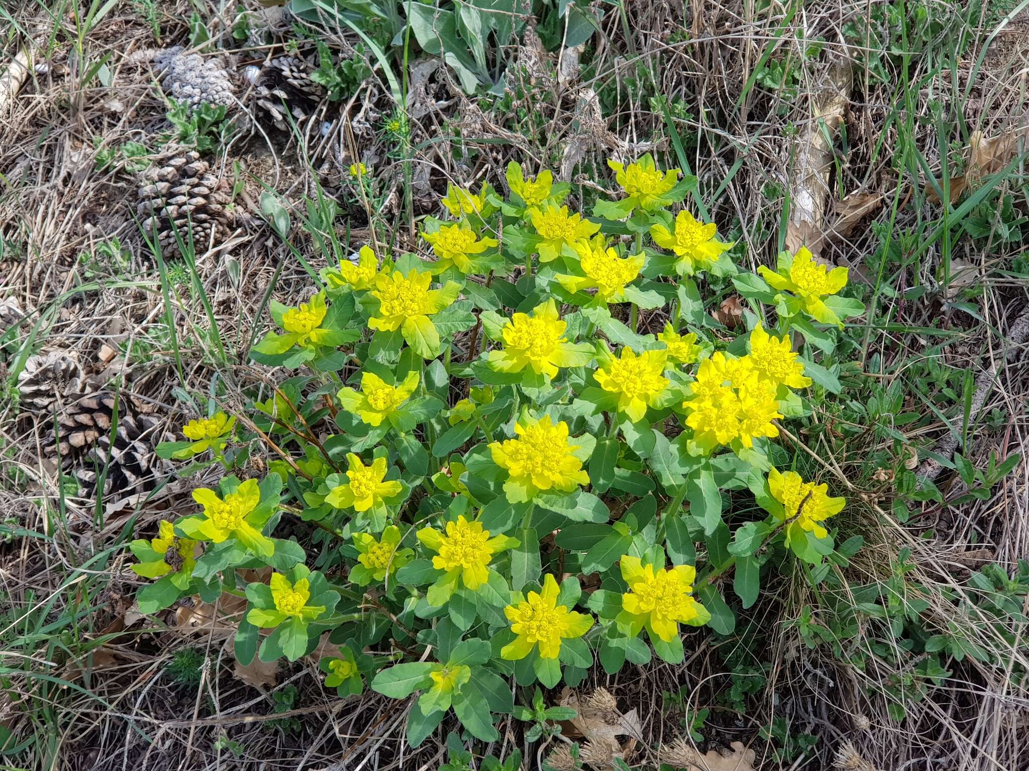 Euphorbia epithymoides L. resmi