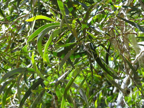 Слика од Acacia heterophylla (Lam.) Willd.