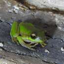 Image of Cascade Tree Frog