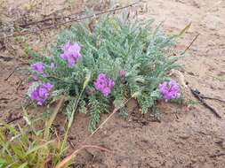 Image de Oxytropis lanata (Pall.) DC.