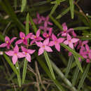 Image of Boronia chartacea P. H. Weston