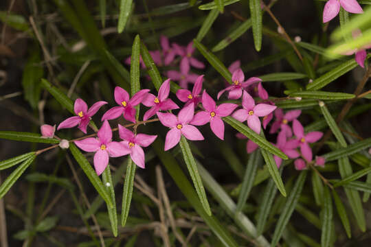 Image of Boronia chartacea P. H. Weston