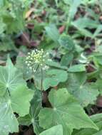 Imagem de Hydrocotyle acutifolia Ruiz & Pav.