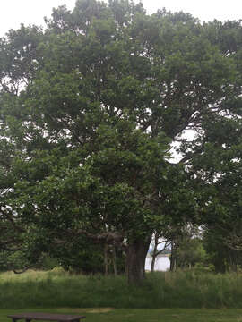 Image of Brewer Oak