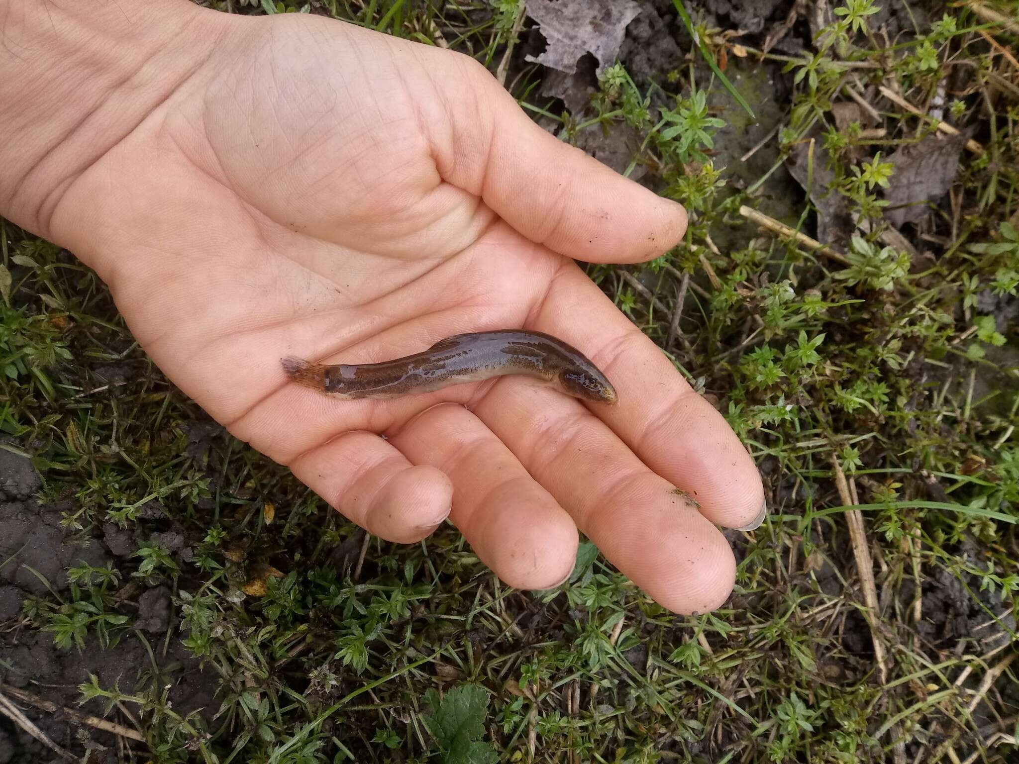 Image of Italian Loach