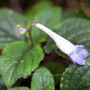 Image of Didymostigma obtusum (C. B. Clarke) W. T. Wang