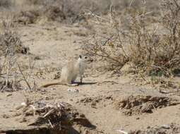 Image of Great Gerbil