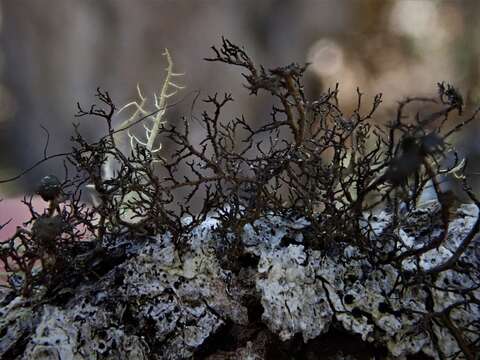 Image of Kaernefeltia californica (Tuck.) A. Thell & Goward