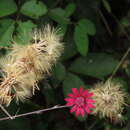 Imagem de Onoseris purpurata (L. fil.) S. F. Blake