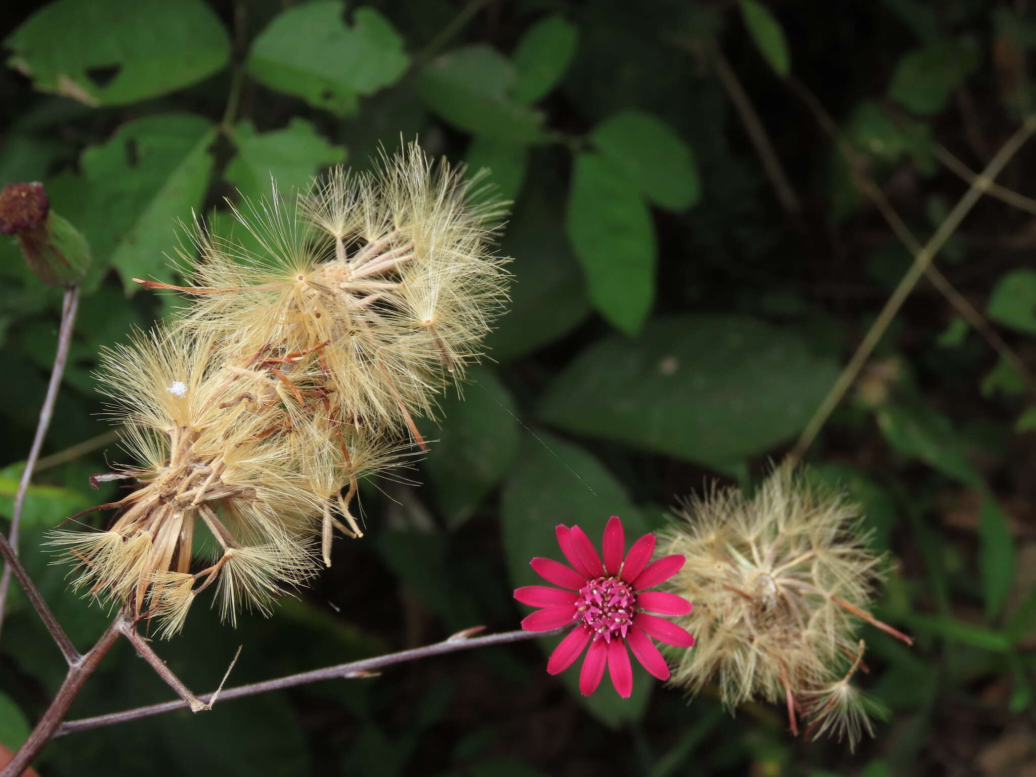 Image of Onoseris purpurata (L. fil.) S. F. Blake