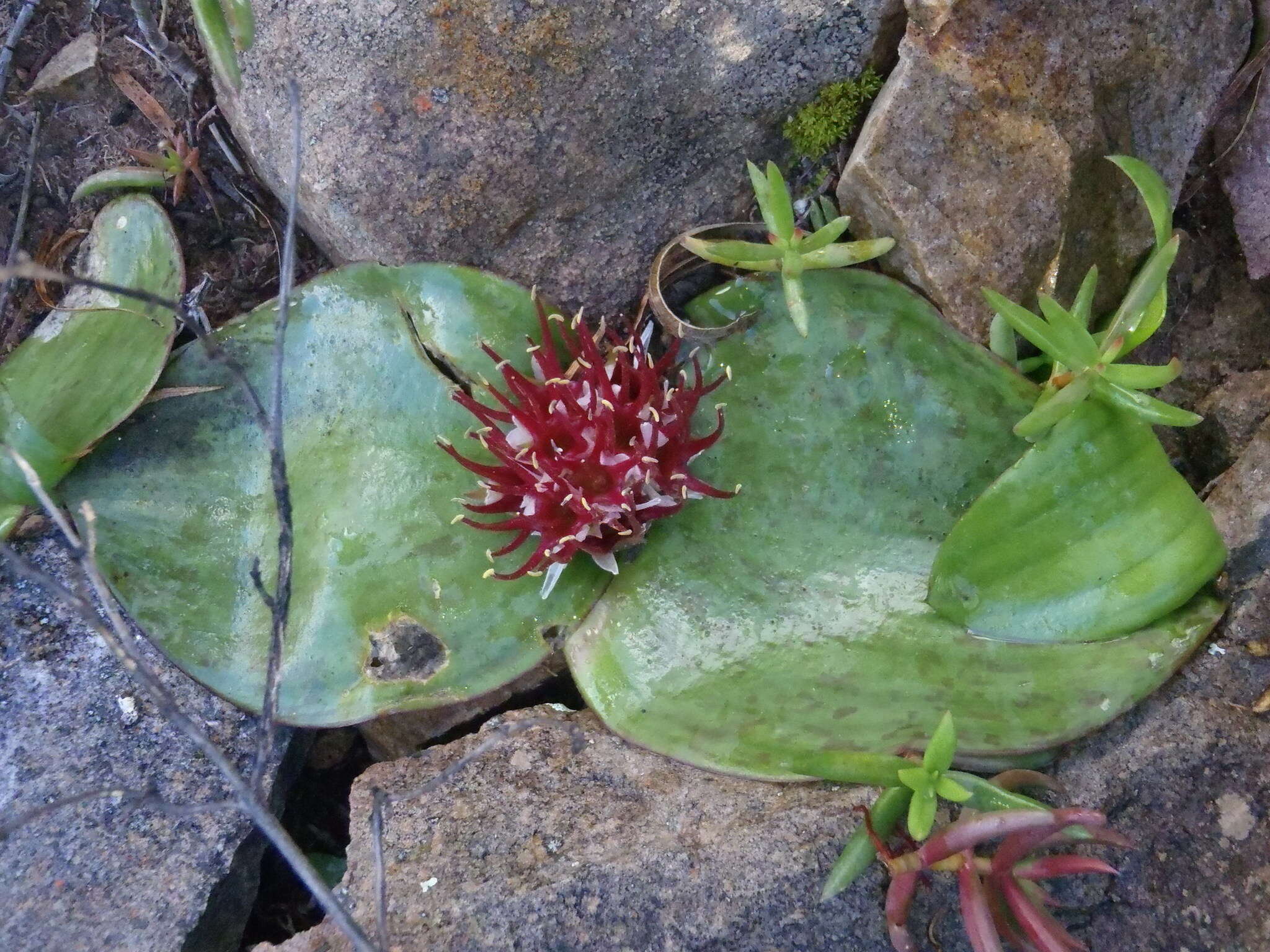Image of Common Hedgehog Lily