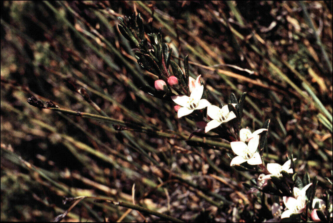 Image of Lemon Boronia